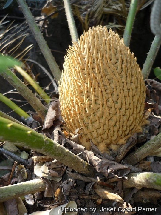 Cycad Cones in Joe's Cycad Gardens. Male cone, still developing.