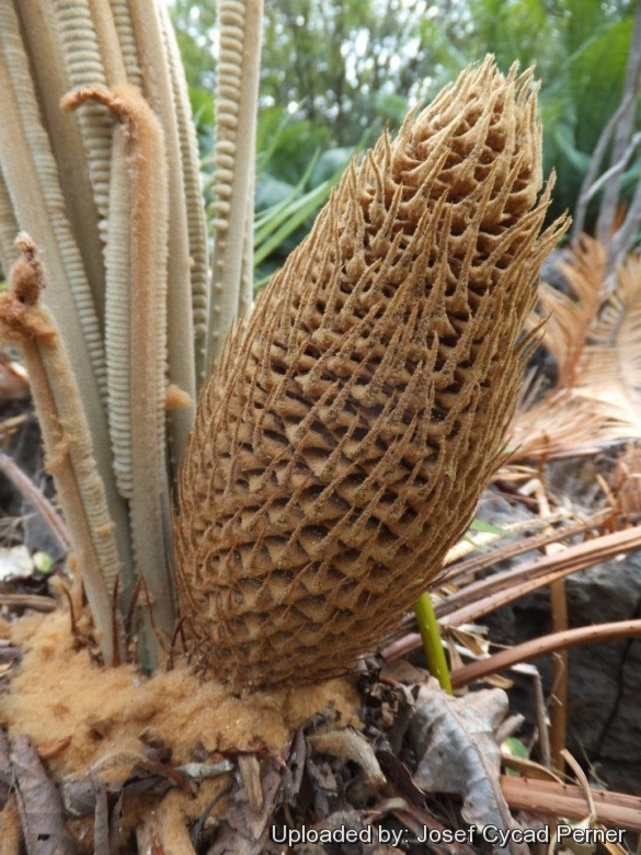 Cycad Cones in Joe's Cycad Gardens. Cycas siamensis, Male cone.