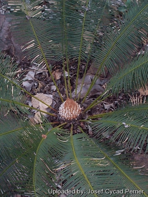 Cycas maconochiei from the Northern Territory of Australia.