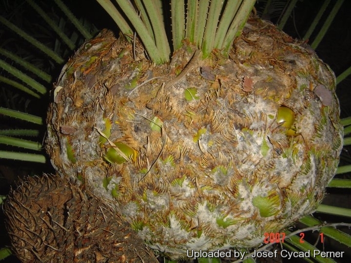 Female cone with developing seed.