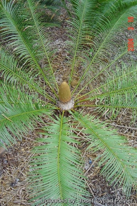 Male specimen, coning habit.