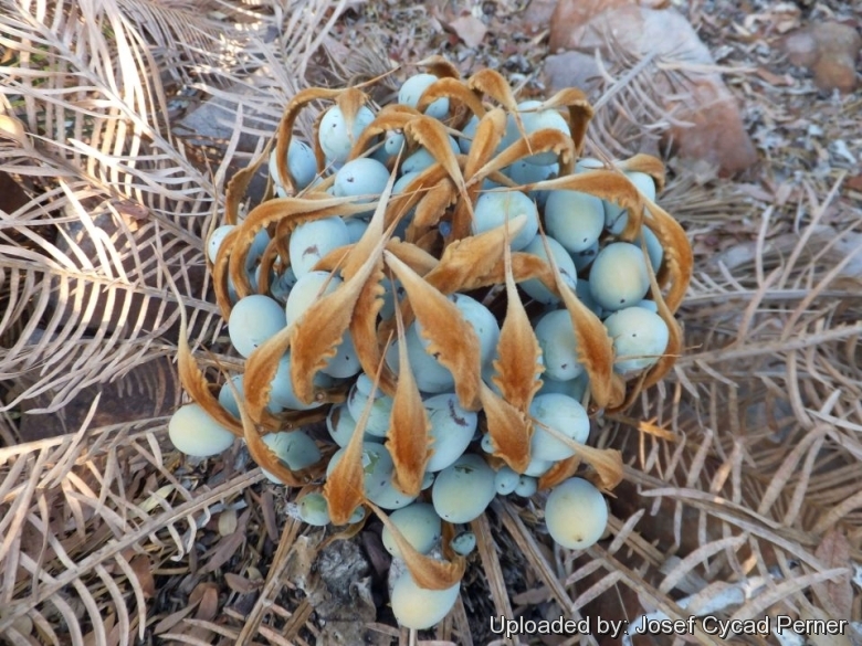 Cycas furfuracea. ( Kimbolton). Growing in the collection of Jurassic Cycad Gardens.