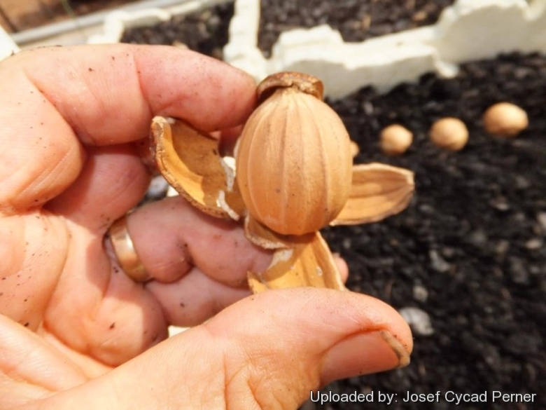 Cycas wadei seeds from the plants in Jurassic Cycad Gardens.