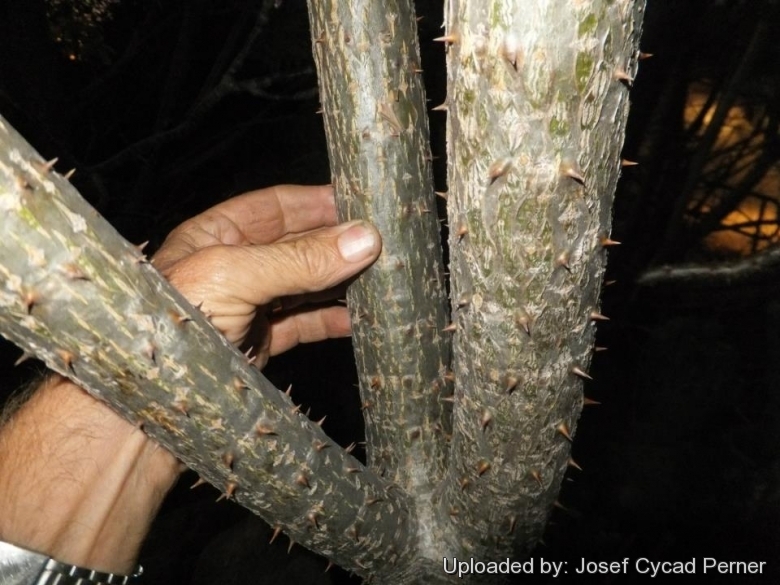 At Cycad International, Katherine, Northern Territory, Australia.