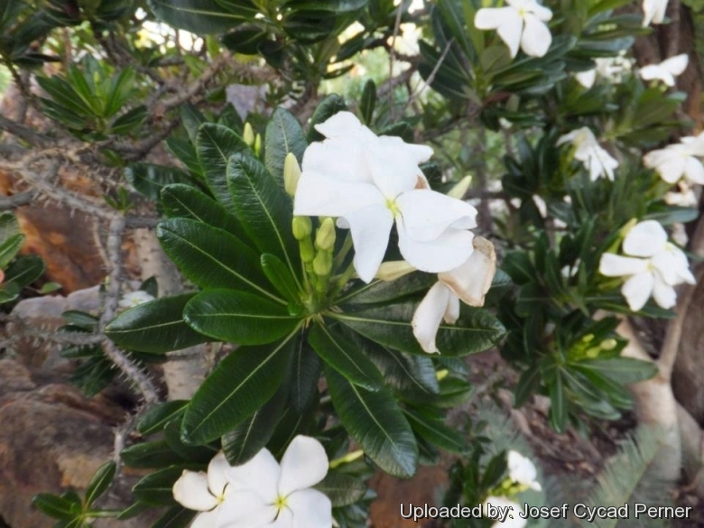 Blooming habit at Cycad International, Katherine, Northern Territory, Australia.