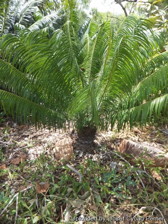 Almost coning size. Leaves are over 90 cm long.