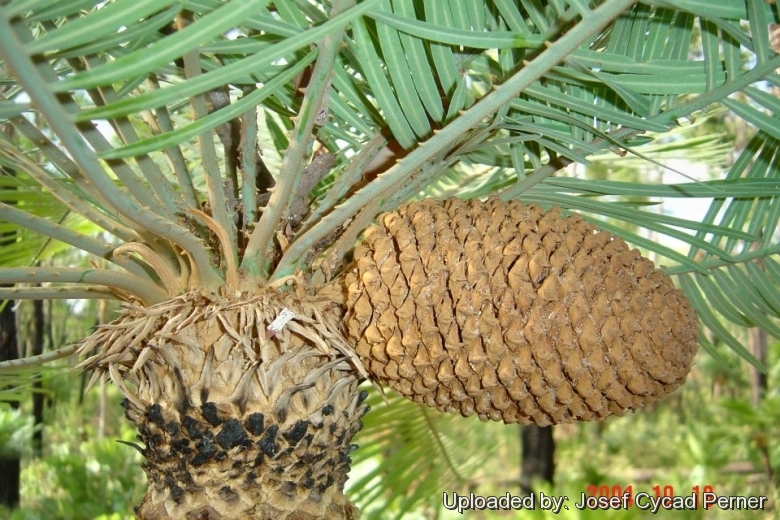 Male cone.