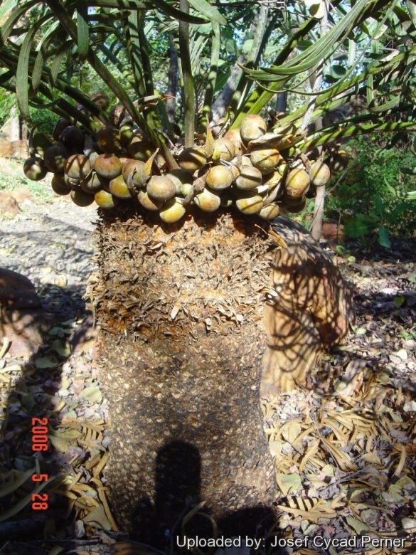 Cycas basaltica. Ex-situ Conservation collection in Jurassic Cycad Gardens.