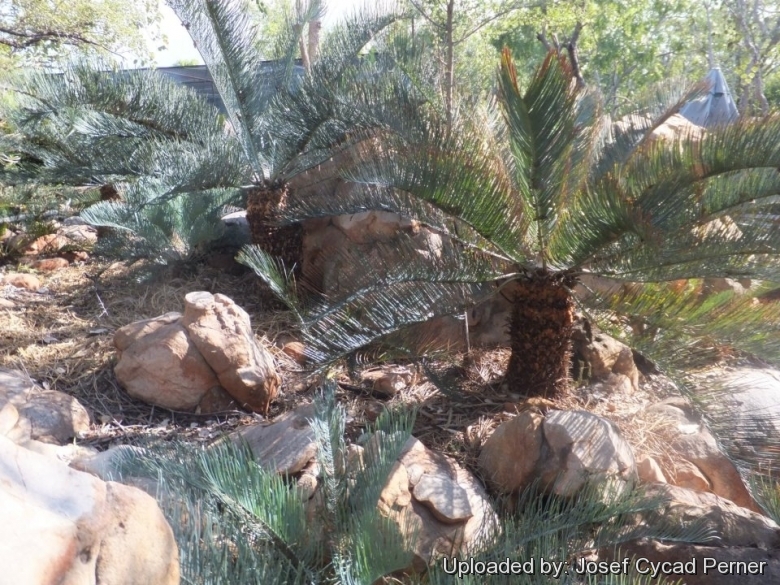 Some of the trunked specimens in the Jurassic Cycad Gardens Ex-Situ conservation collection.