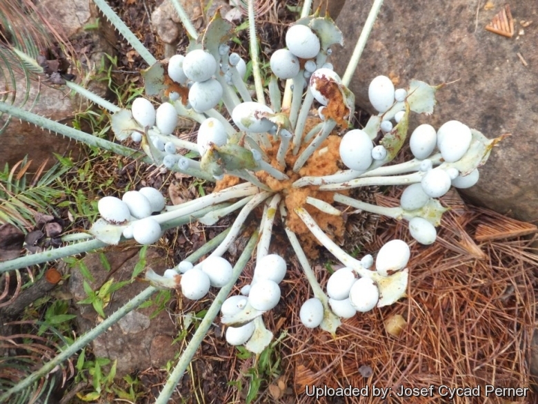 Cycas cairnsiana Female in seed.