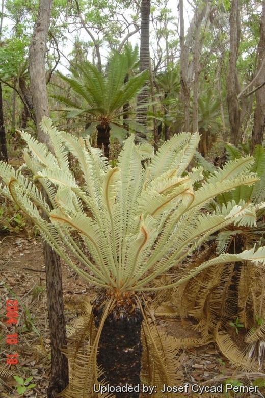 Emerging fronds in habitat.