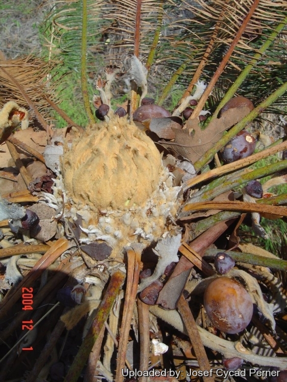 Female cone.