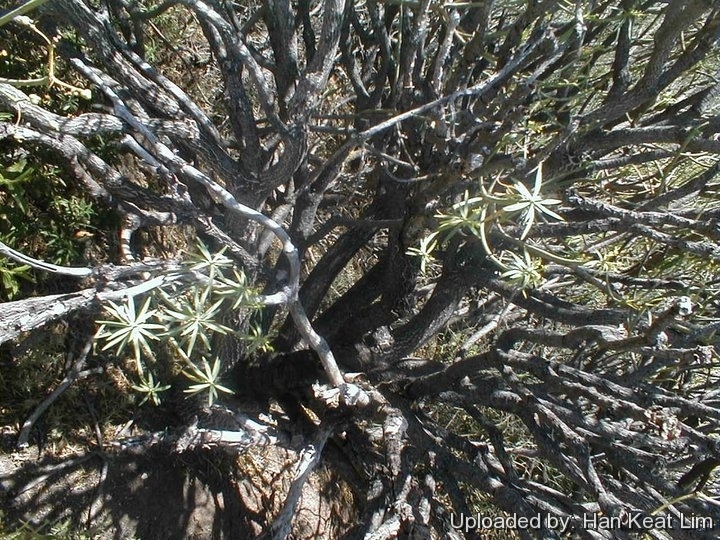 Euphorbia balsamifera in Masca Gorge, at Tenerife, Spain (Canary Islands).