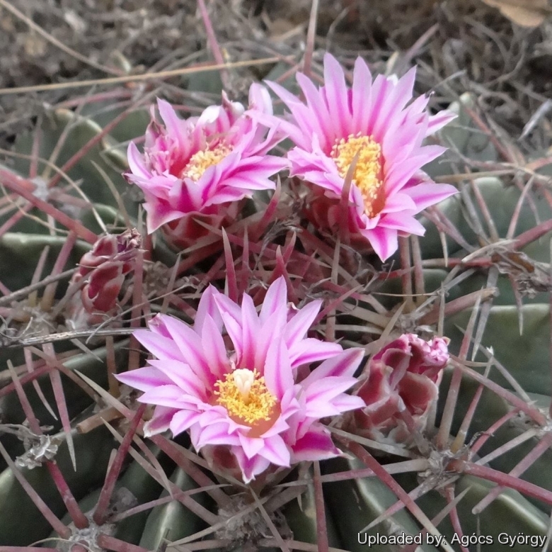 Blooming habit, Mexico.