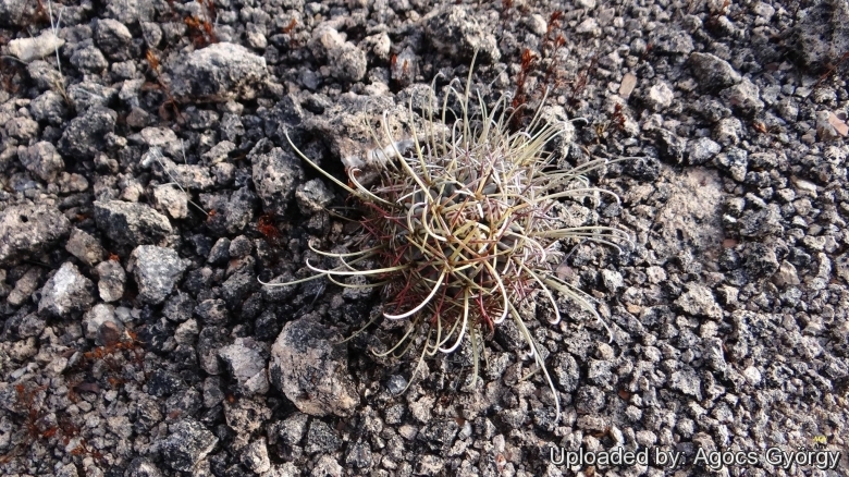 Ancistrocactus uncinatus. Habitat, Mexico.