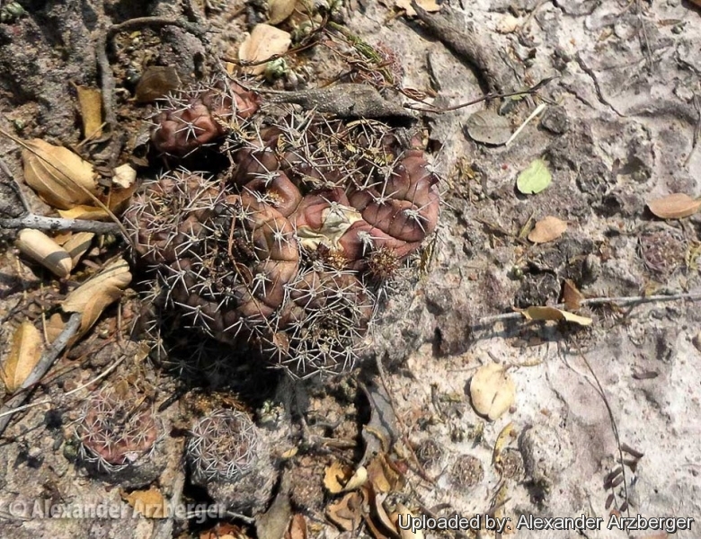 Gymnocalycium damsii, Mato Grosso do Sul, Brasil.