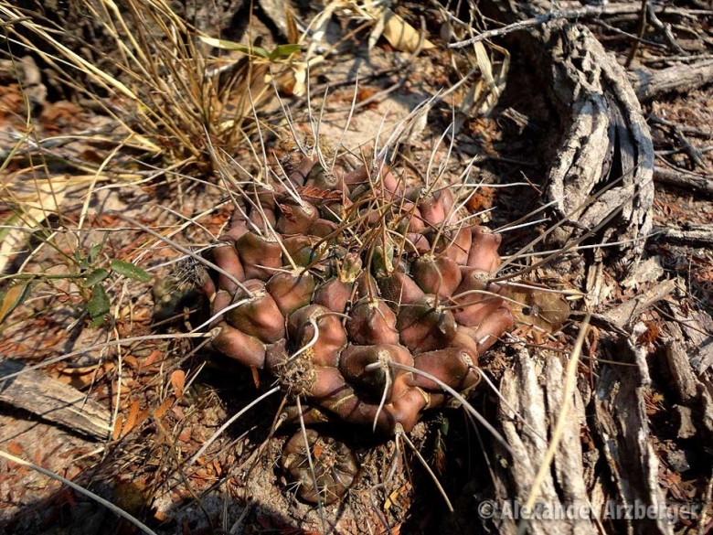 Gymnocalycium damsii with extreme spination, Mato Grosso do Sul, Brazil.