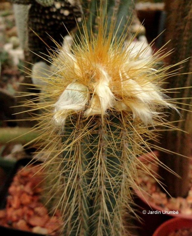 Pilosocereus juaruensis, a yong plant which begins to form its cephalium.