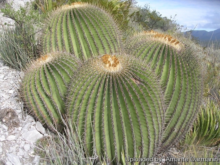 Echinocactus platyacanthus, Miquihuana, Tamaulipas