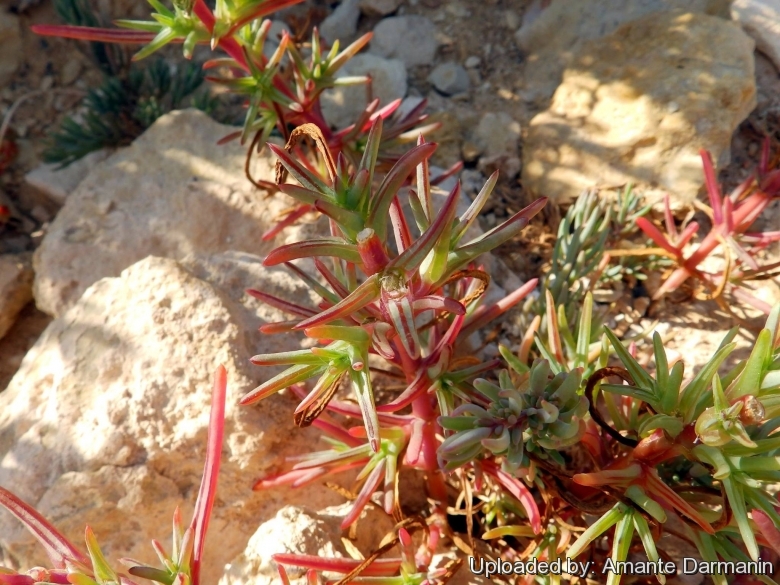 Salsola soda. San Anard 4 July 2016