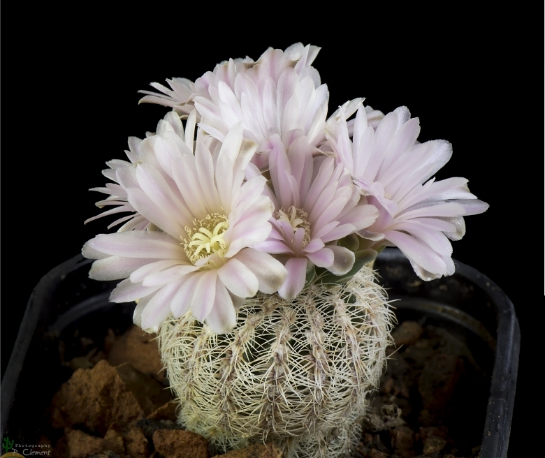 Gymnocalycium bruchii v. niveum WR 727 Cordoba, Argentina