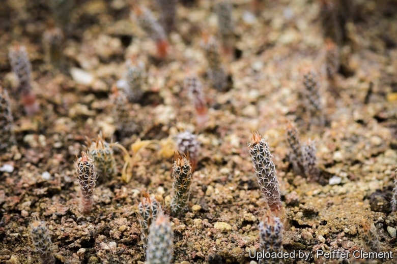 Seedling of cactus toumeya papyracantha