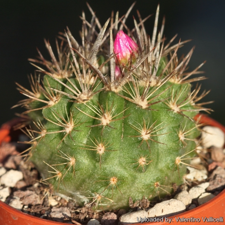 Eriosyce subgibbosa ssp. wagenknechtii v. napina FK178-79 (Collector: Friedrich Kattermann) 1km East of Cruz Grande, Elqui, Chil