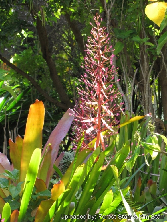 Flowers at Enchanting Flora