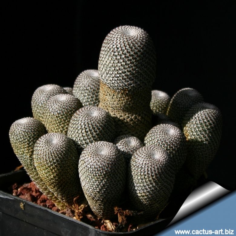 Rebutia heliosa