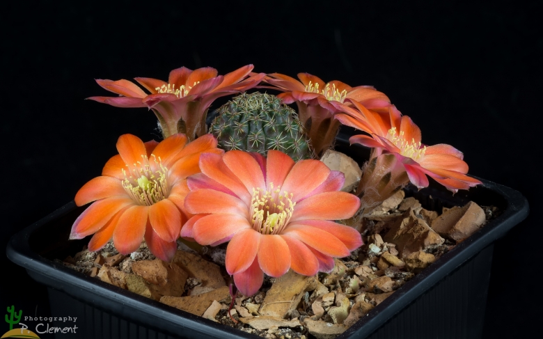 Rebutia pygmaea WR 828 (Collector Walter Rausch) Yuquina (small form).