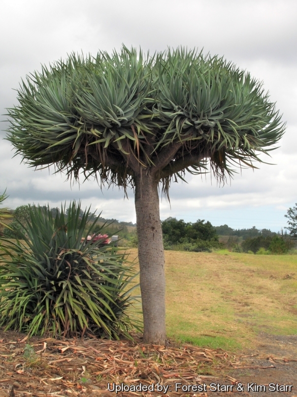 Habit at Kula, Maui, Hawaii, USA. September 16, 2006.