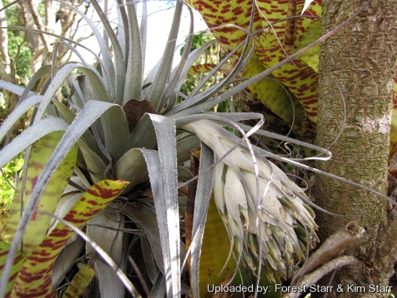 Habit with fruit stalk at Enchanting Floral Gardens of Kula, Maui, Hawaii (USA). March 12, 2012.