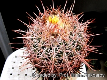 Echinocactus polycephalus