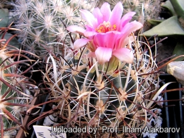 Sclerocactus whipplei