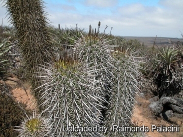 Echinopsis chiloensis