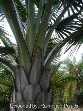 Copernicia fallaensis