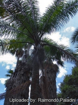 Cocos romanzoffiana var. plumosa