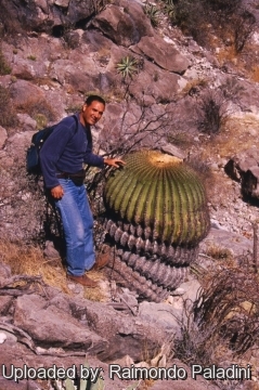 Echinocactus platyacanthus