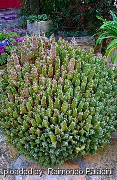 Euphorbia resinifera