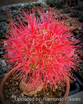 Scadoxus multiflorus