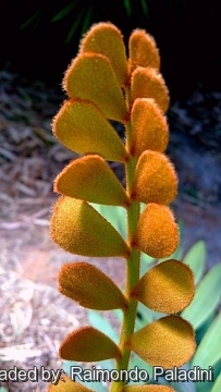 Zamia furfuracea