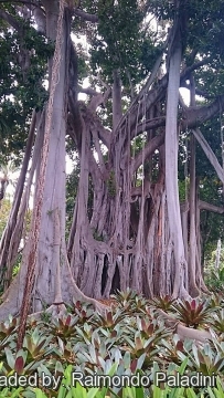 Ficus macrophylla