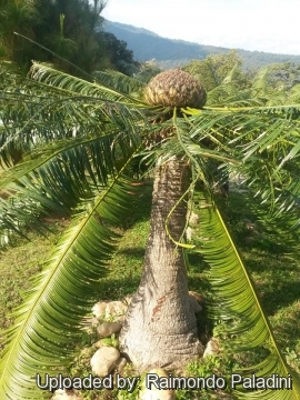 Cycas siamensis