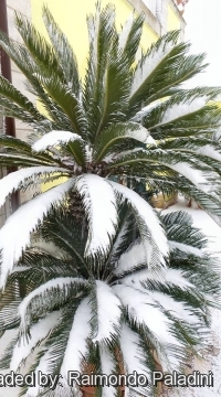 Cycas revoluta