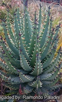 Aloe melanacantha var. erinacea