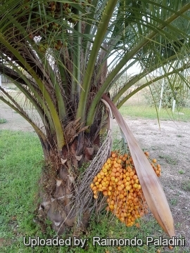 Butia capitata