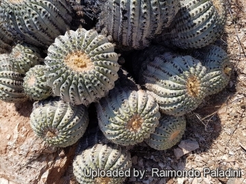 Copiapoa tenebrosa