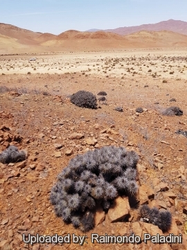 Copiapoa desertorum