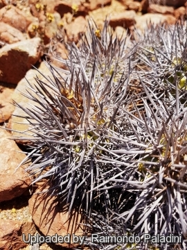 Copiapoa desertorum