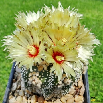 Astrophytum asterias cv. Hanazono